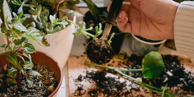 Gardening class close up visual of plants 